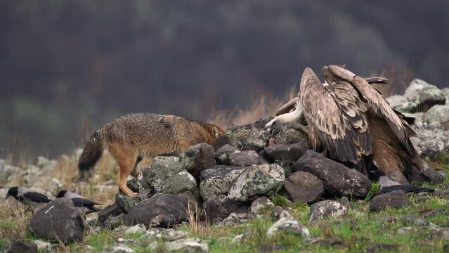Griffon vultures and golden jackal in the Rhodope mountains. Fighting between jackal and vultures. Scavengers near the carcass. European nature. 