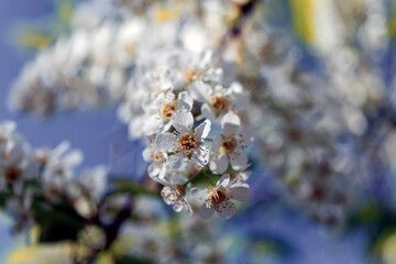 Blooming bird cherry bush on a blurred background close-up.