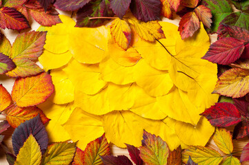 Bright autumn tree leaves lying on a wooden surface.
