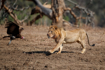 African Lion (Panthera leo) adult male running to scare the vulture away from its kill in Mana Pools National Park, Zimbabwe