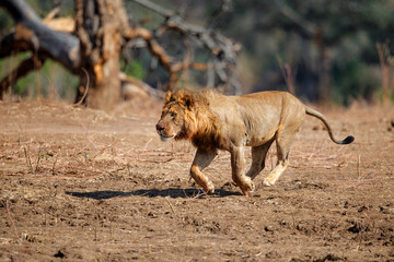 Fototapeta na wymiar African Lion (Panthera leo) adult male running to scare the vulture away from its kill in Mana Pools National Park, Zimbabwe