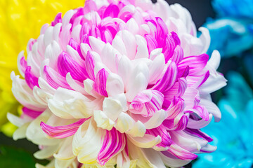 Fluffy pink and white chrysanthemum flower close-up