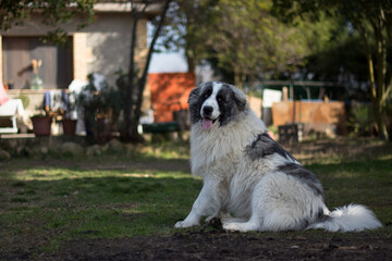Portrait of a beautiful pyrenean mastiff