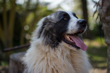 Portrait of a beautiful pyrenean mastiff