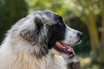 Portrait of a beautiful pyrenean mastiff