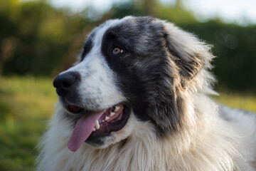 Fototapeta premium Portrait of a beautiful pyrenean mastiff