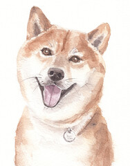 Watercolor drawing on a white background. Shiba inu in watercolor for postcards and prints.
