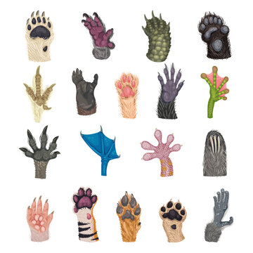 Animal Paw and Animalistic Pets Claw Big Vector Set
