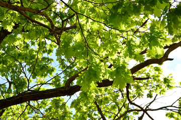 branches with green oak leaves isolated, close-up 