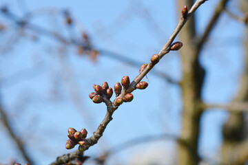 Sweet cherry branch with flower buds