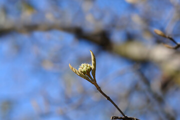 Korean spice viburnum branch with flower buds