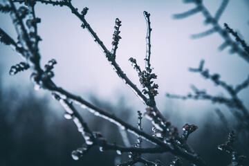 Frozen