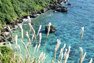 沖縄の果報バンタのエメラルドグリーンの海と青い空とススキ