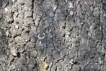 Blue atlas cedar tree bark detail