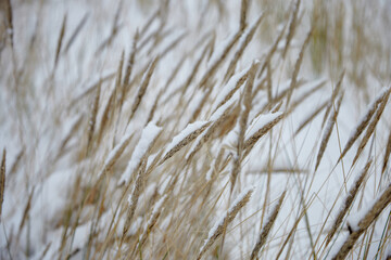 Fototapeta premium Dry reed covered with white snow, selective focus