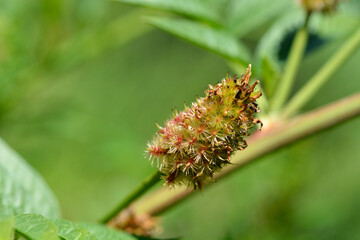 Liquorice seed head