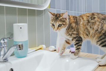 Cat wants to climbed on the sink in the bathroom. Tricolor tabby cat is thirsty and looks at the...