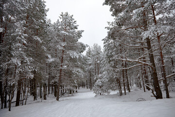Pine trees covered with white fluffy snow in a forest, selective focus