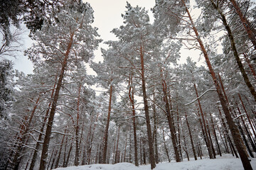 Pine trees covered with white fluffy snow in a forest, selective focus