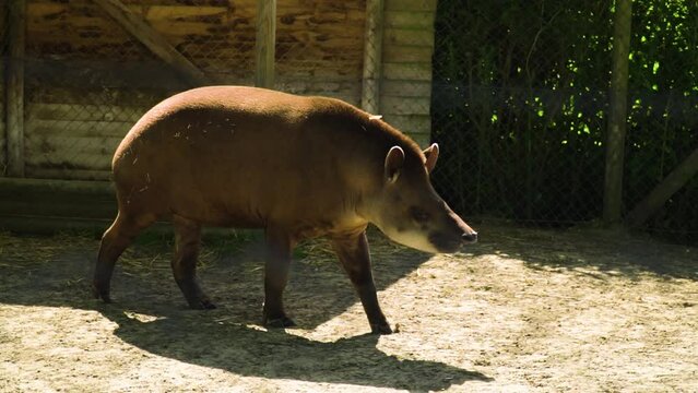 unique endangered animal called tapir is walking along the fence in his territory smelling something in the air looking around suspicious slow motion