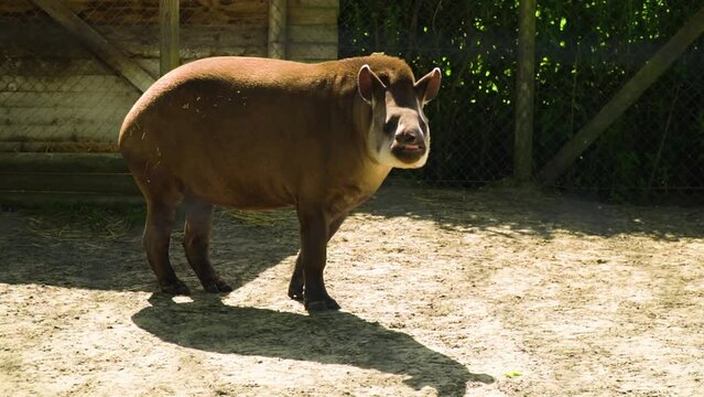 Brazilian tapir smelling the air with his long nose looking funny standing on one spot in his area where he lives sunny bright vibrant colours brown fur slow motion