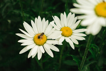 Obraz premium bee on daisies, chamomile flowers on a natural green background