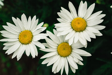 Fototapeta premium blooming daisies, chamomile flowers on a natural green background 3