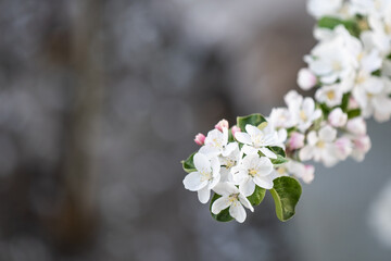 White flowers bloom in the trees. Beautiful blooming garden on a sunny day