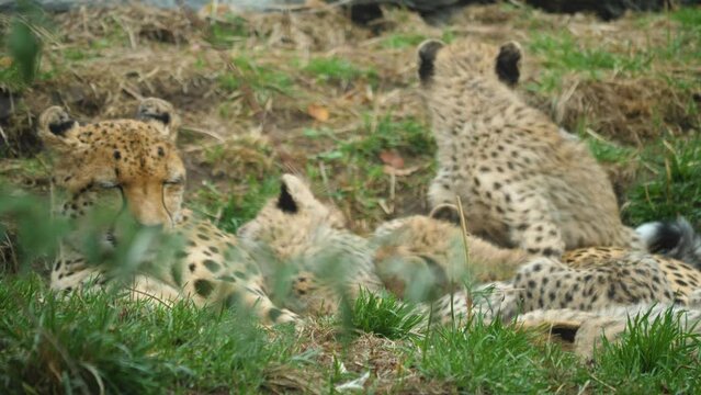Close up shot of a cheetah family laying on the ground