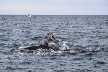 Southern right whale showing its tail, Valdes Peninsula, Argentina © Geert