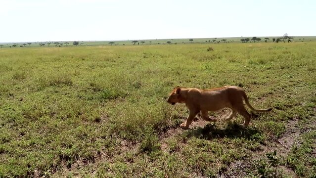 Tracking shot of a lion walking back and forth in the Serengeti National Park