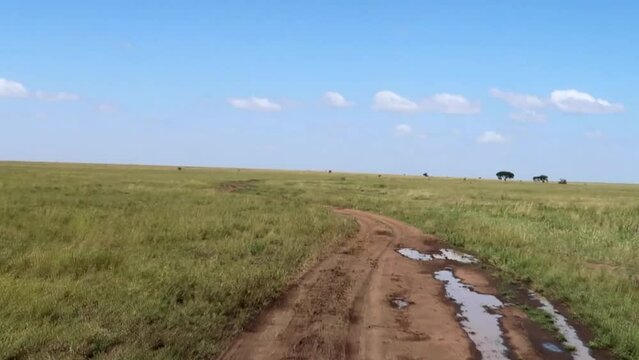 Exploration shot driving through the African savannah,.Serengeti, Tz