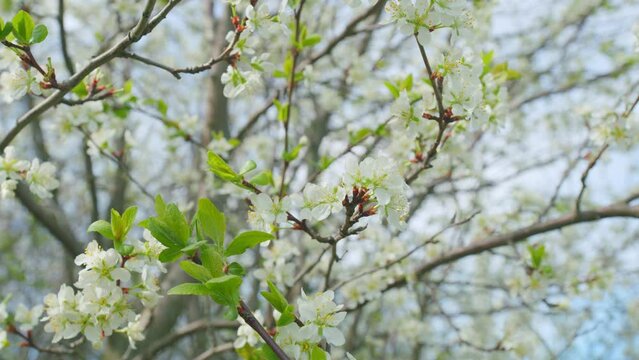 Small green leaves swaying in the wind in spring under the bright sun. Slow motion.