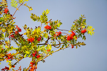 Red berries of mountain ash. Sorbus aucuparia
