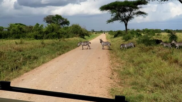 Static shot of a group of zebras walking across a track in front of safari cars