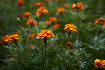 Marigold flowers in the garden after the rain
