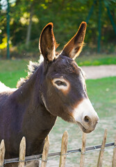 Portrait of a donkey with brown fur.
