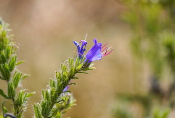 Flower of the Viper Bugloss, Echium vulgare. Flowering plant close-up.
