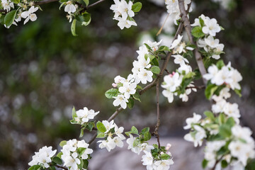 the tree is blooming in the garden