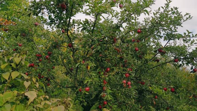 red apples on a tree in the garden