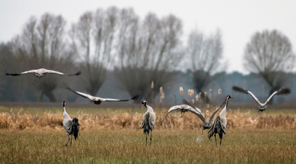 Obraz premium Common crane (Grus grus) in the wild. Early morning on swamp erens.