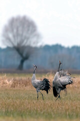 Fototapeta premium Common crane (Grus grus) in the wild. Early morning on swamp erens.