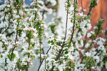 White flowers bloom in the trees. Beautiful blooming garden on a sunny day