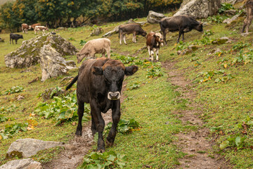 Calves grazing in mountains cloud and rain weather