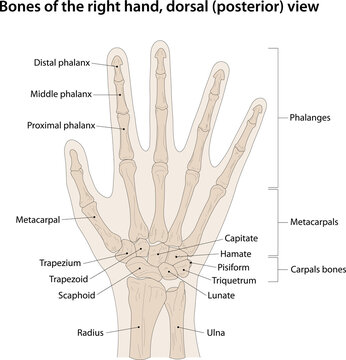 Bones of the right hand, dorsal (posterior) view