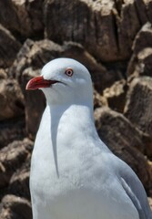black headed gull seagull