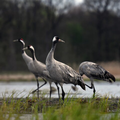 Common crane (Grus grus) in the wild. Early morning on swamp erens.