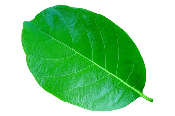 jackfruit leaves on Transparent background