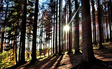 Obraz premium Sunset in the forest