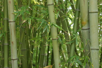 Fototapeta na wymiar Pals Spain late July 2022 close up of bushy green bamboo in summer natural sunlight